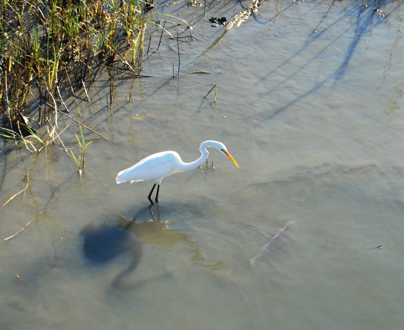 egret_bass-2