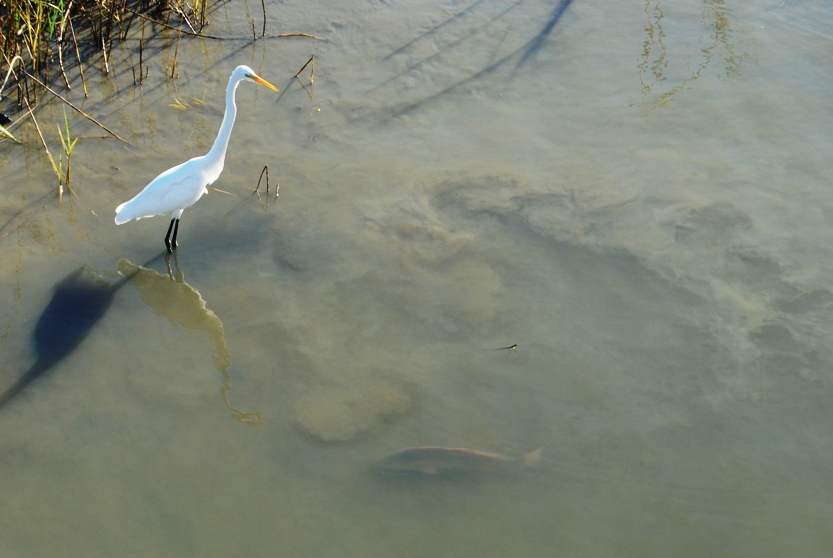 egret_bass-4