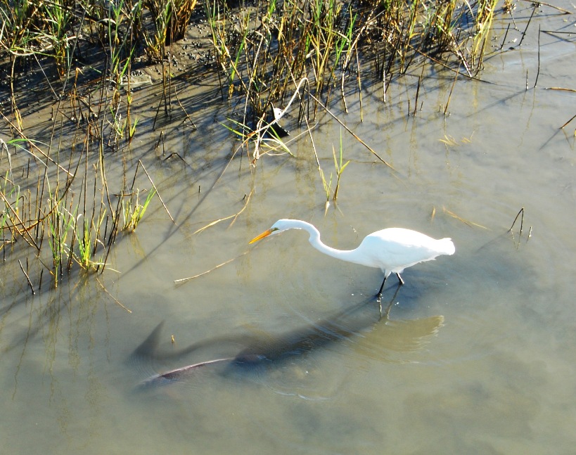 egret_bass-7