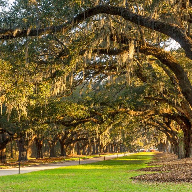 The Avenue of Oaks at Boone Hall Plantation